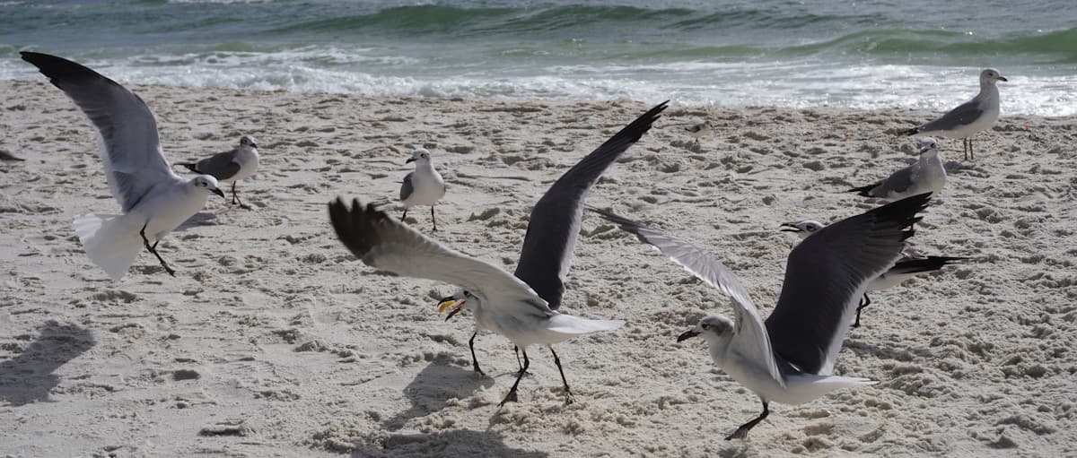 Birds on sandy beach near Foley, Alabama