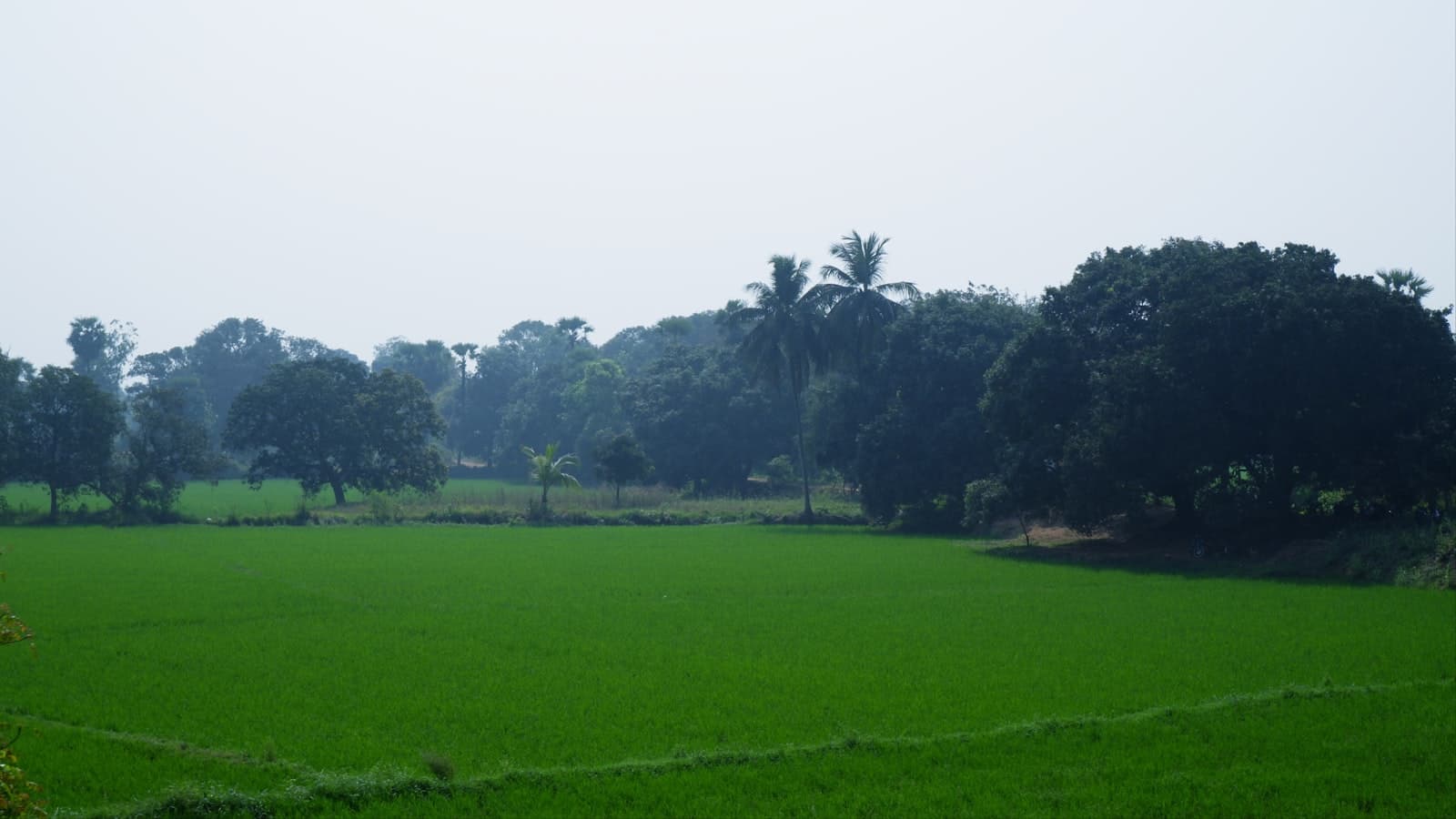 Lush green farmland and open fields in rural Alabama