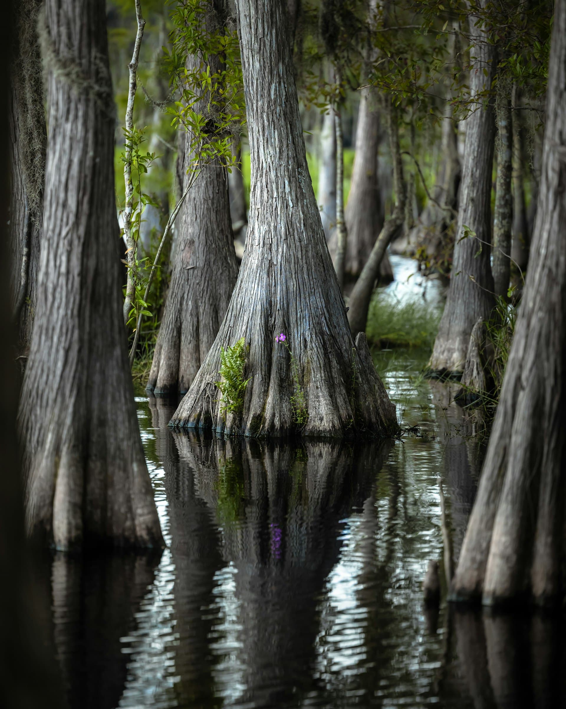 Cypress trees reflected in the calm waters of a southern river delta